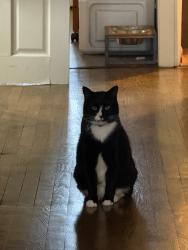 Lost Male Cat last seen Dove Street and Swan Street, Albany, NY 12202