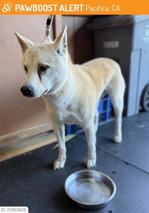 Found/Stray Male Dog last seen Lerida & Redwood, Pacifica, CA 94044
