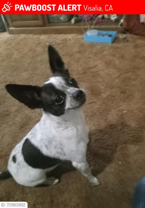 Lost Female Dog last seen Paradise off of Santa Fe in Visalia, Visalia, CA 93277