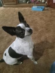 Lost Female Dog last seen Paradise off of Santa Fe in Visalia, Visalia, CA 93277