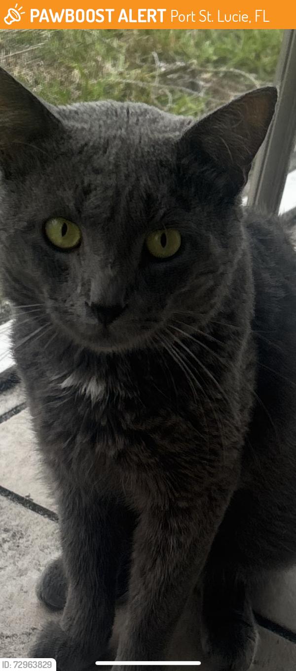 Found/Stray Male Cat last seen Bayshore bid , Port St. Lucie, FL 34984