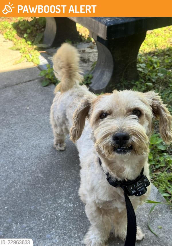 Found/Stray Male Dog last seen Tillman drive, Whitfield County, GA 30721