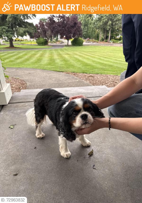 Found/Stray Unknown Dog last seen 50th, Ridgefield, WA 98642