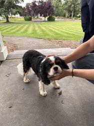 Found/Stray Unknown Dog last seen 50th, Ridgefield, WA 98642