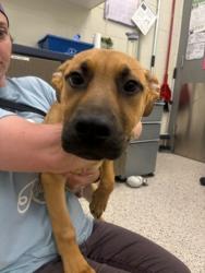 Shelter Stray Male Dog last seen E 84TH DR AND HARRISON CIR, Brighton, CO 80601