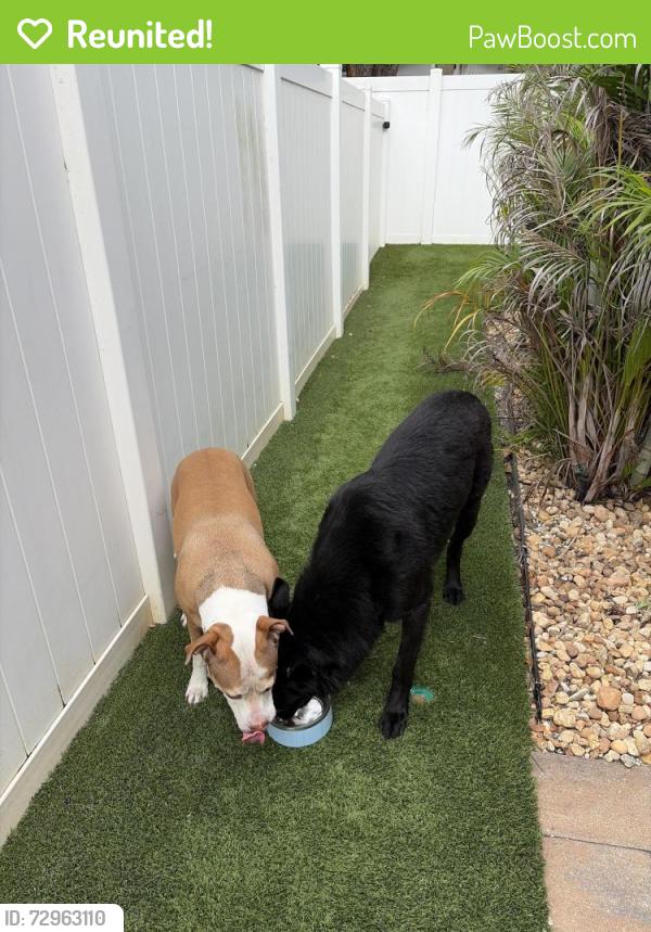 Reunited Unknown Dog last seen Near Charmwood Drive, Riverview, FL 33569