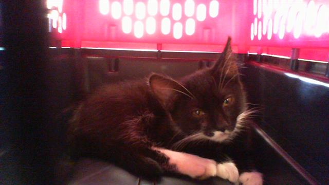 Shelter Stray Female Cat last seen CHARLOTTE, Charlotte, NC 28217