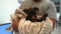 Shelter Stray Female Dog last seen CHARLOTTE, Charlotte, NC 28217