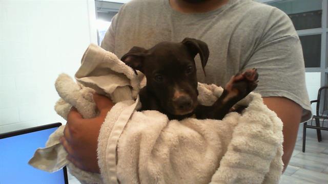 Shelter Stray Female Dog last seen CHARLOTTE, Charlotte, NC 28217