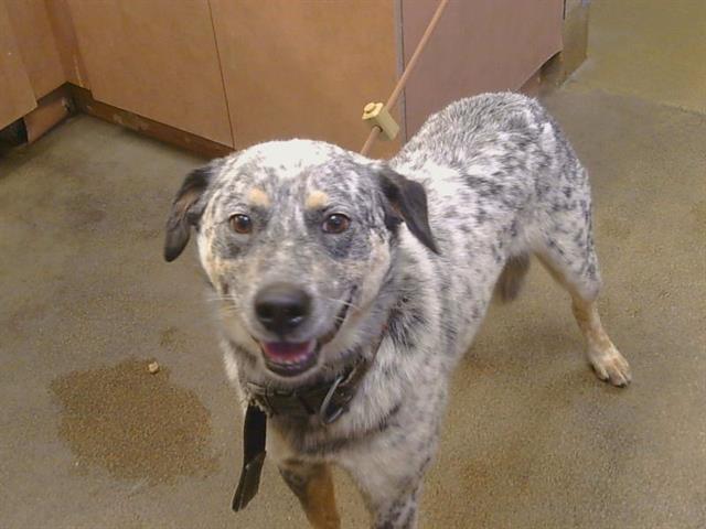 Shelter Stray Male Dog last seen ELKHORN BLVD/6TH ST, 95673, Sacramento, CA 95827