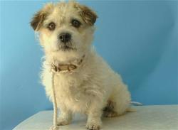 Shelter Stray Male Dog last seen , Gardena, CA 90248