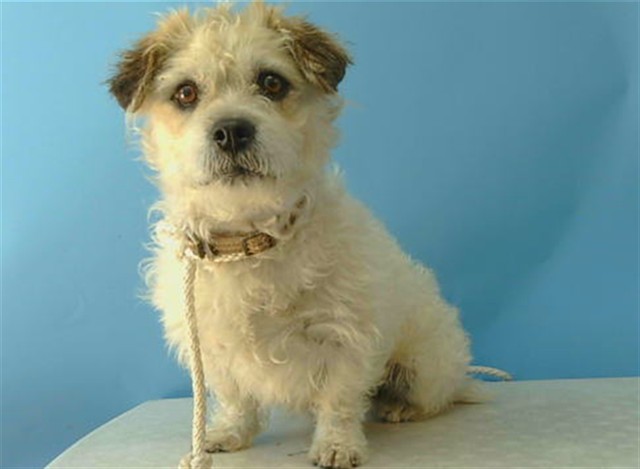 Shelter Stray Male Dog last seen , Gardena, CA 90248