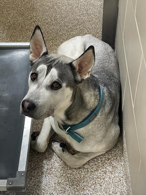 Shelter Stray Male Dog last seen Near BLOCK BORMAN CT, PUEBLO CO 81001, Pueblo, CO 81008