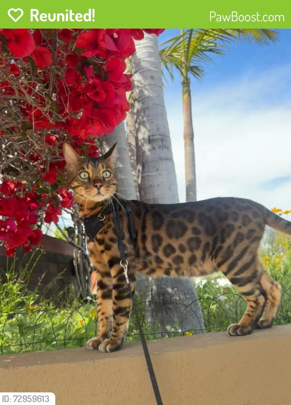 Reunited Male Cat last seen Windward Cir, Los Angeles, CA 90291, USA, Los Angeles, CA 90291