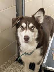 Shelter Stray Male Dog last seen Near BLOCK BORMAN CT, PUEBLO CO 81001, Pueblo, CO 81008