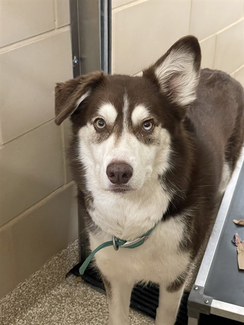Shelter Stray Male Dog last seen Near BLOCK BORMAN CT, PUEBLO CO 81001, Pueblo, CO 81008