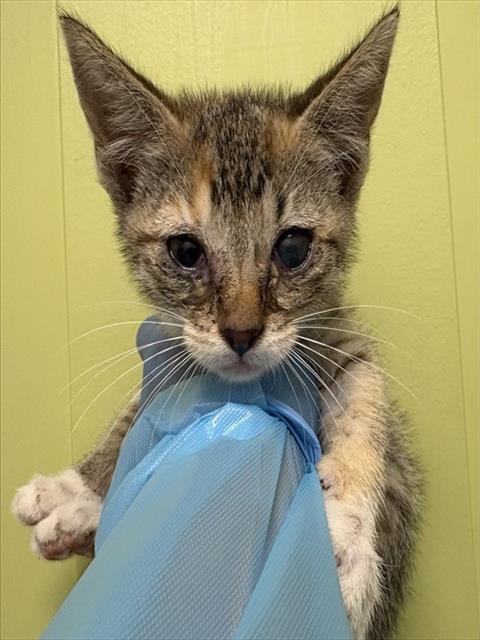 Shelter Stray Unknown Cat last seen Near BLOCK FORTINO BLVD, PUEBLO CO 81008, Pueblo, CO 81008