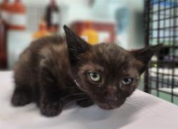 Shelter Stray Male Cat last seen CR 450/ MARGUETTE RD, UMATILLA, Deer Island, FL 32778