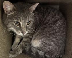 Shelter Stray Unknown Cat last seen Near BLOCK E US HWY 50 HWY, BOONE CO 81025, Pueblo, CO 81008