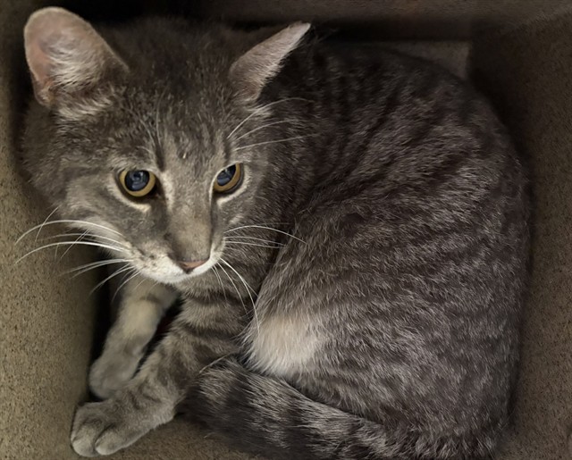 Shelter Stray Unknown Cat last seen Near BLOCK E US HWY 50 HWY, BOONE CO 81025, Pueblo, CO 81008