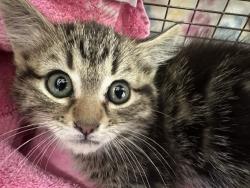 Shelter Stray Unknown Cat last seen Near BLOCK W 7TH ST, PUEBLO, CO 81003, Pueblo, CO 81008