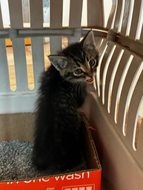 Shelter Stray Unknown Cat last seen Near BLOCK E US HWY 50, PUEBLO CO 81006, Pueblo, CO 81008