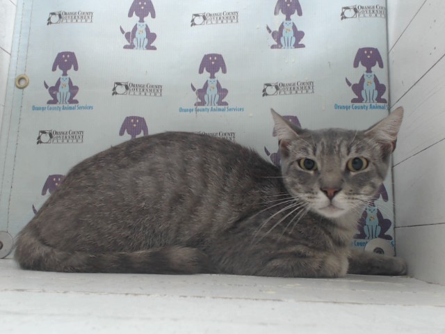 Shelter Stray Male Cat last seen , Orlando, FL 32839