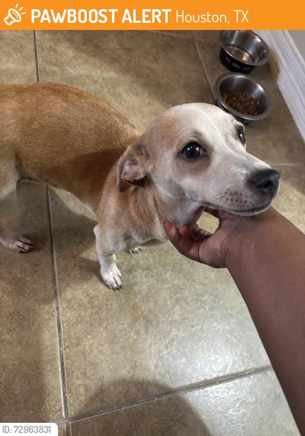 Found/Stray Female Dog last seen Viceroy Dr and Shaver St In apmt Complex Under A Car, Houston, TX 77034