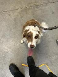 Shelter Stray Male Dog last seen Near BLOCK E CAMBRIDGE AVE, FRESNO CA 93727 0952, Fresno, CA 93727