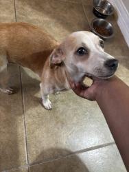 Found/Stray Female Dog last seen Viceroy Dr and Shaver St In apmt Complex Under A Car, Houston, TX 77034