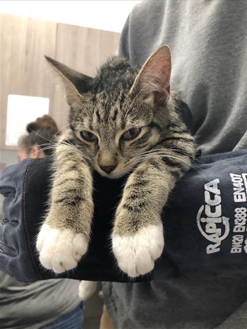 Shelter Stray Female Cat last seen Near BLOCK E AIRWAYS BLVD, FRESNO CA 93727, Fresno, CA 93727
