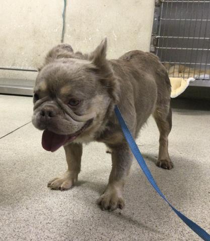 Shelter Stray Unknown Dog last seen Near BLOCK LITTLE CT, Jurupa Valley, CA 92509