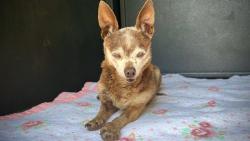 Shelter Stray Male Dog last seen , Irwindale, CA 91706