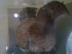 Shelter Stray Female Bird last seen , Irwindale, CA 91706