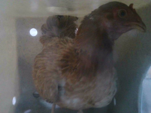 Shelter Stray Female Bird last seen , Irwindale, CA 91706