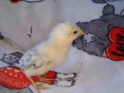 Shelter Stray Unknown Bird last seen , Irwindale, CA 91706