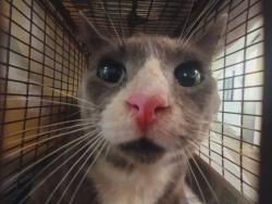 Shelter Stray Male Cat last seen , Los Angeles, CA 90047