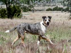 Shelter Stray Male Dog last seen LA JOYA RD NM 50 GLORIETA NM 87535, Santa Fe, NM 87507