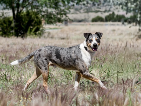 Shelter Stray Male Dog last seen LA JOYA RD NM 50 GLORIETA NM 87535, Santa Fe, NM 87507