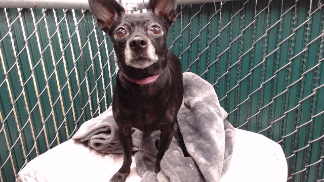 Shelter Stray Male Dog last seen , Downey, CA 90242