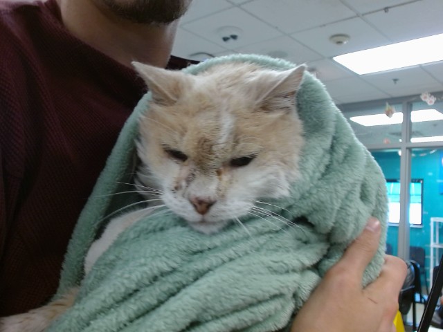 Shelter Stray Unknown Cat last seen Near BLOCK S MUSTANG RD E, YUKON OK, Oklahoma City, OK 73129