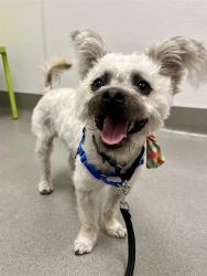 Shelter Stray Male Dog last seen JONES@PACIFIC / BROADWAY, San Francisco, CA 94103