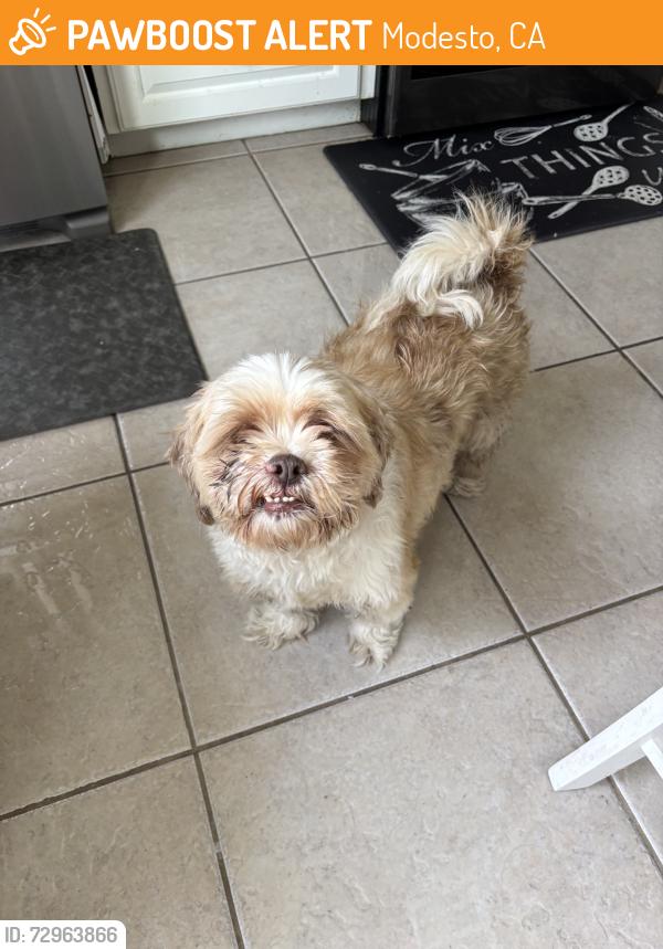 Found/Stray Male Dog last seen Raley’s on Floyd and Roselle, Modesto, CA 95354