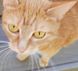 Shelter Stray Female Cat last seen Near BLOCK SE 229TH ST, KENT WA 98031, Kent, WA 98032