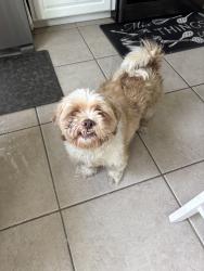 Found/Stray Male Dog last seen Raley’s on Floyd and Roselle, Modesto, CA 95354