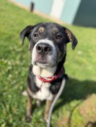 Shelter Stray Male Dog last seen Near BLOCK S. 3RD ST, Watterson Park, KY 40218