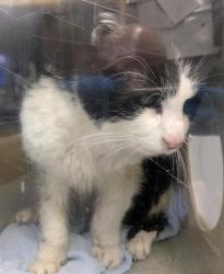 Shelter Stray Female Cat last seen Near BLOCK MARTIN LUTHER KING JR WAY S, SEATTLE WA 98178, Kent, WA 98032