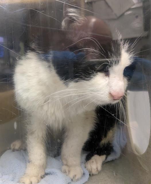 Shelter Stray Female Cat last seen Near BLOCK MARTIN LUTHER KING JR WAY S, SEATTLE WA 98178, Kent, WA 98032