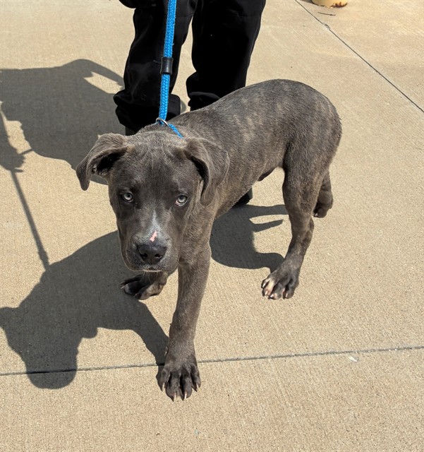 Shelter Stray Male Dog last seen Near BLOCK S 35TH ST, Watterson Park, KY 40218