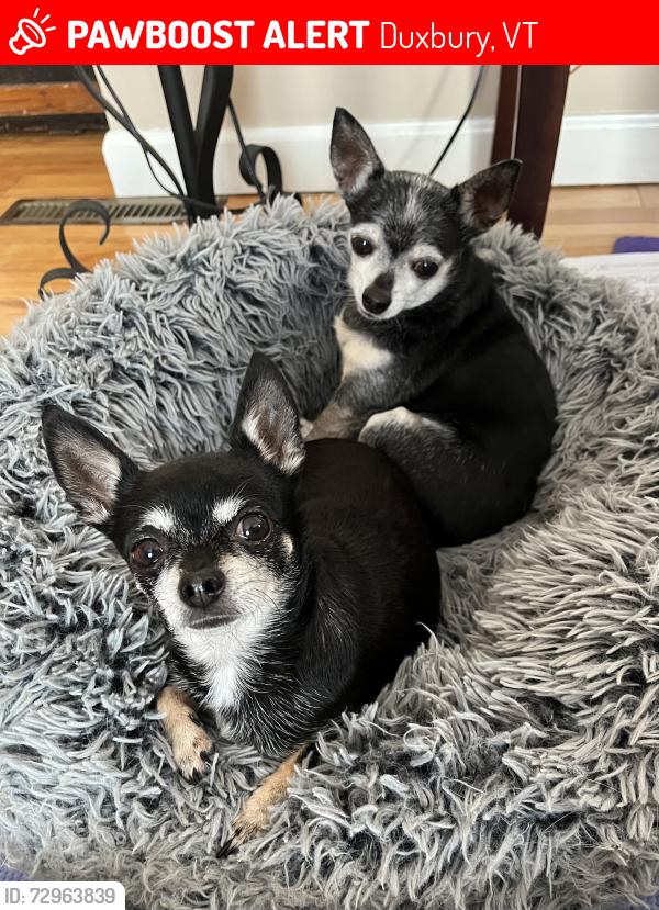 Lost Female Dog last seen Cemetery , Duxbury, VT 05676